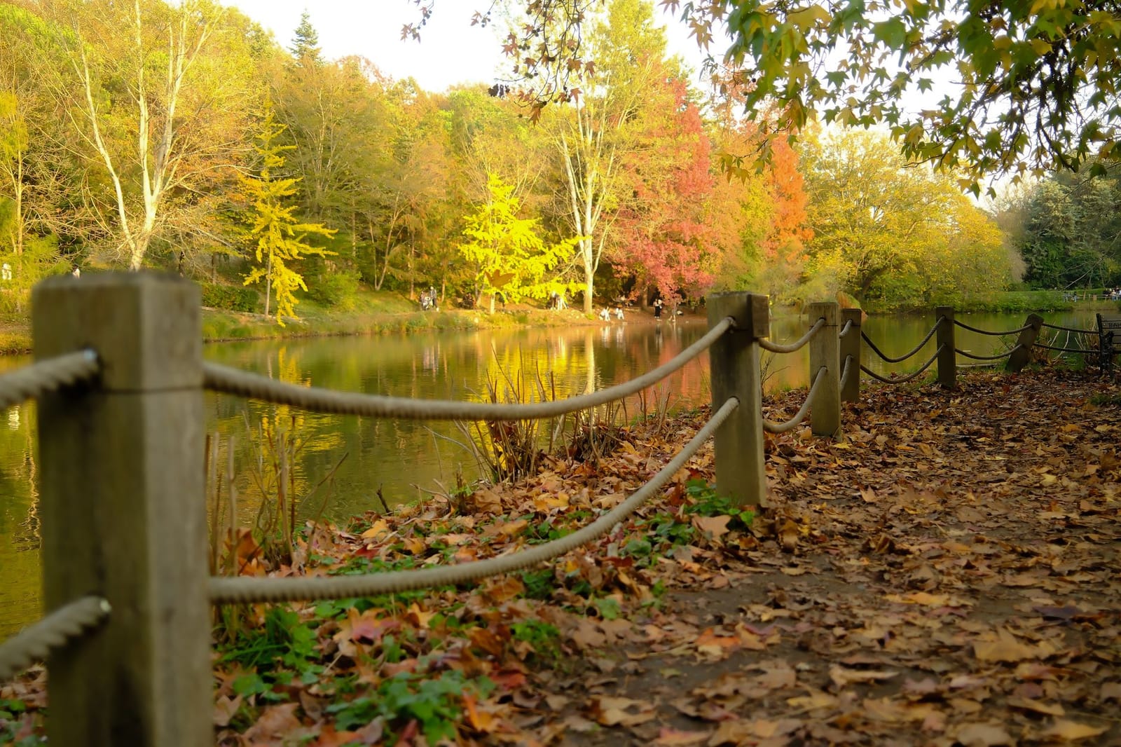 Sentier boisé aux couleurs d'automne longeant l'étang de l'arboretum Atatürk.