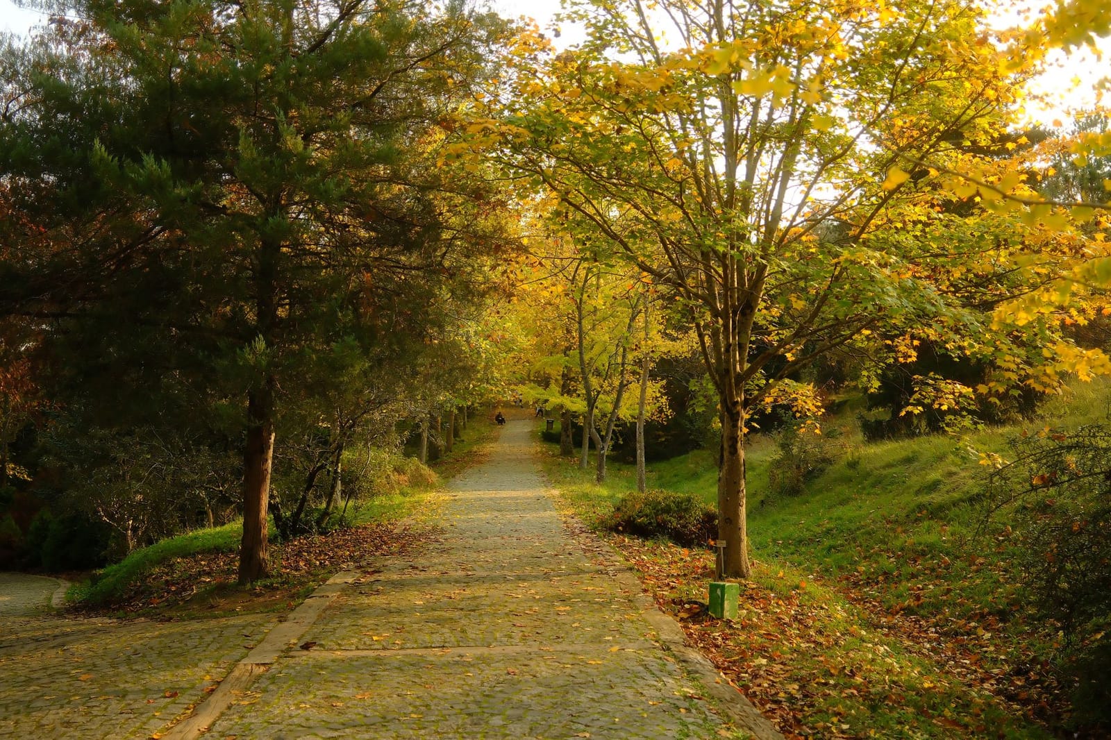 Sentier pavé bordé d'arbres aux teintes dorées dans l'arboretum Atatürk.