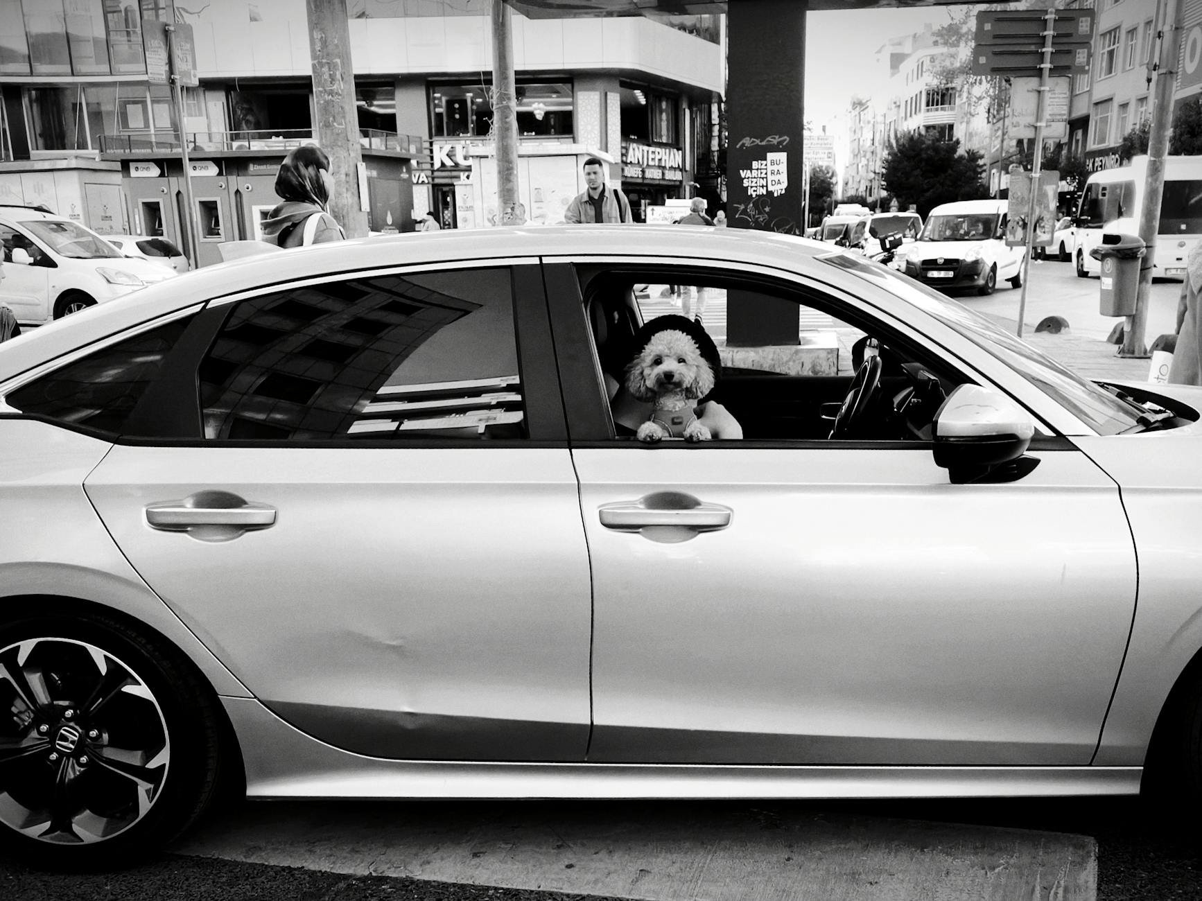 Un caniche élégant à la fenêtre d'une voiture à Nişantaşı, photographié en noir et blanc.