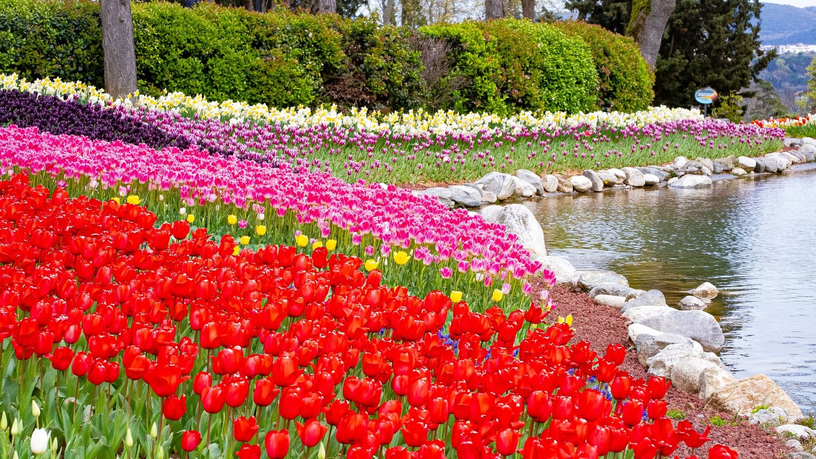 Massifs de tulipes multicolores bordant un bassin d'eau dans le parc d'Emirgan à Istanbul.