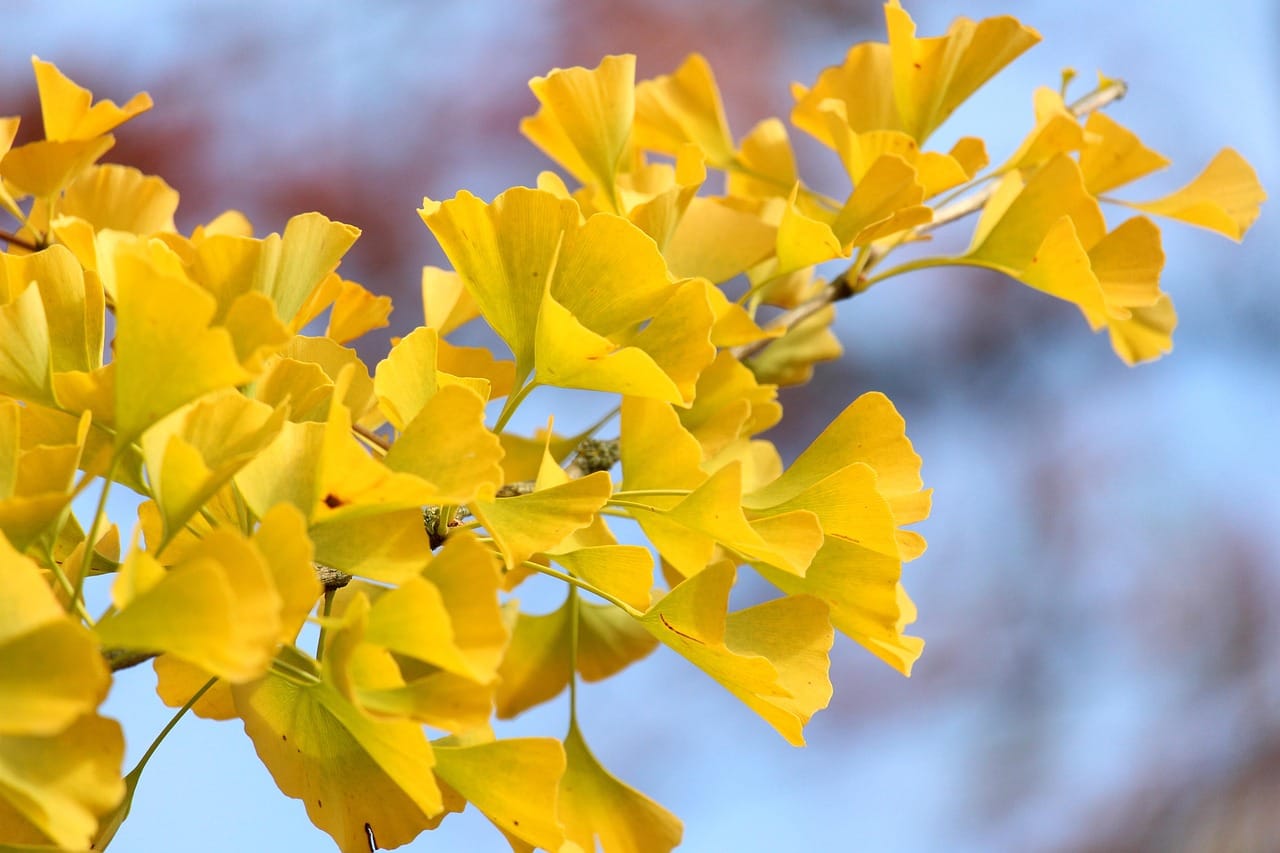 Feuilles dorées d'un ginkgo biloba rayonnant sous le ciel automnal.