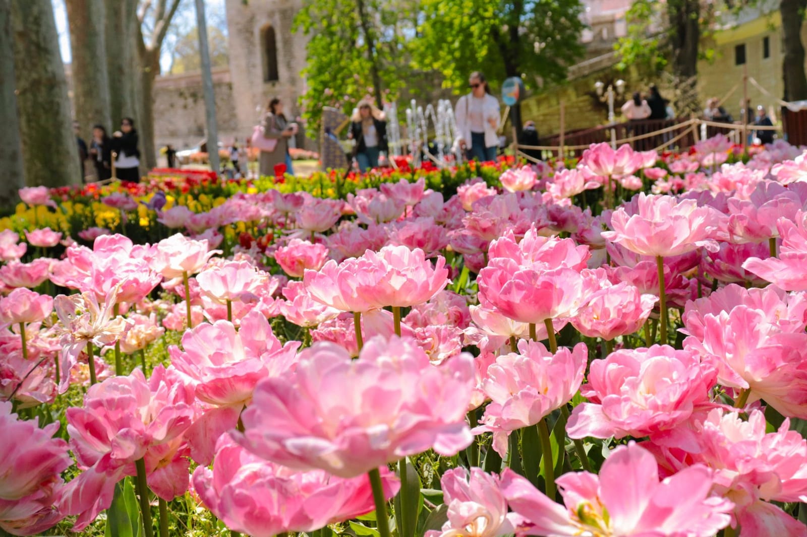 Tulipes roses épanouies devant les promeneurs dans le parc historique de Gülhane à Istanbul.