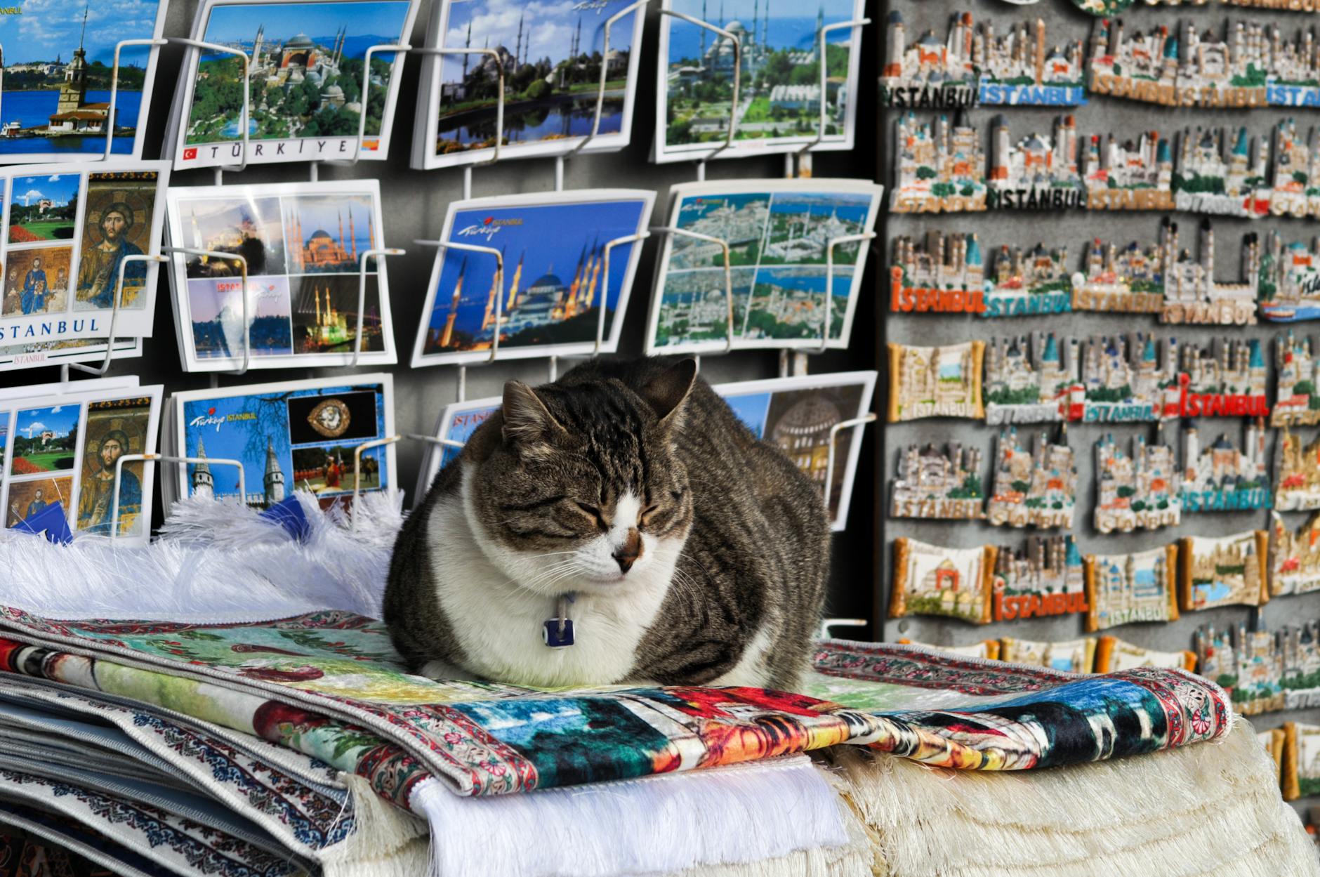 Un chat repose sur des tapis devant des étals de souvenirs stambouliotes.