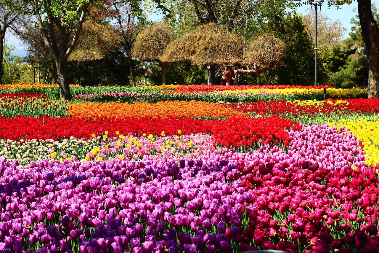 Festival des Tulipes d'Istanbul au printemps 2026 avec les dates de floraison et les parcs à privilégier