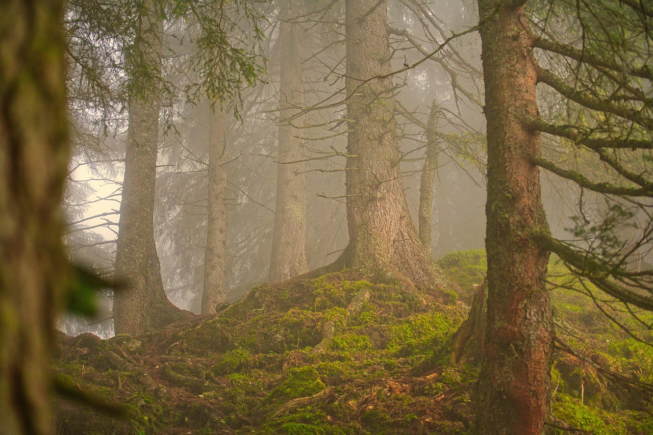 Une forêt mystérieuse plongée dans la brume matinale avec de grands arbres.