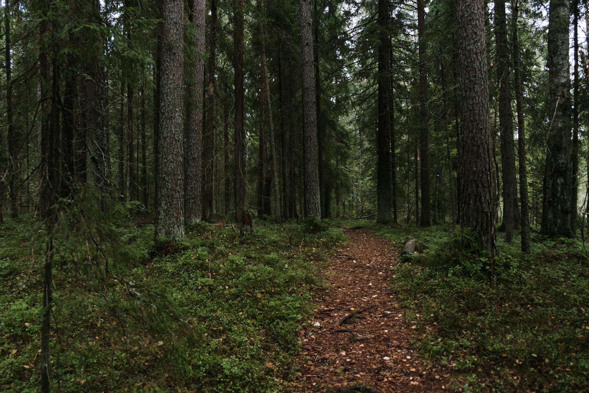 Un sentier couvert de feuilles mortes s'enfonce dans la verdure du parc.